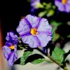 Lycianthes rantonnetii
